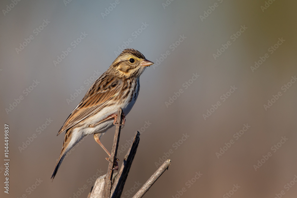 Fototapeta premium Savannah Sparrow