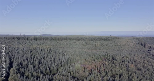 Expansive Evergreen Forest Under Clear Blue Sky in Washington State