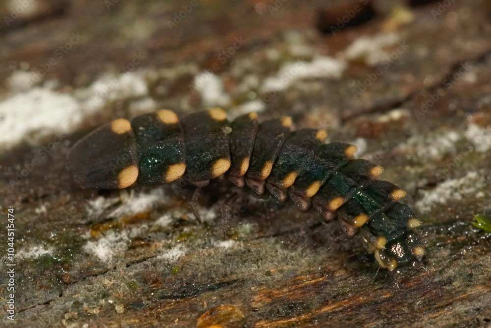 Closeup on a European glow-worm, Lampyris noctiluca Closeup on a European glow-worm, Lampyris noctiluca