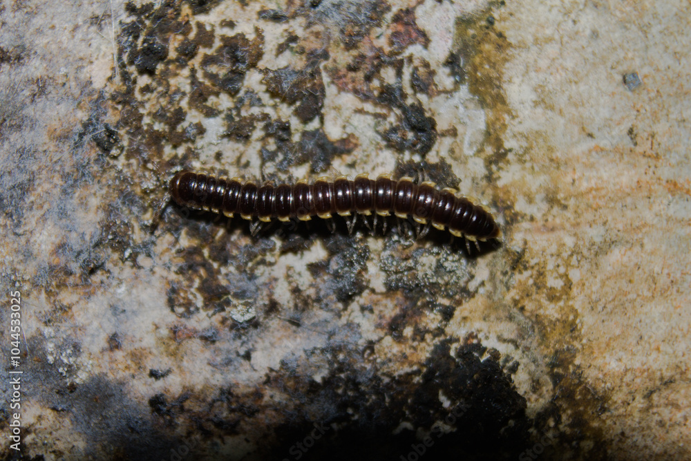 millipedes on a mossy wall millipedes on a mossy wall
