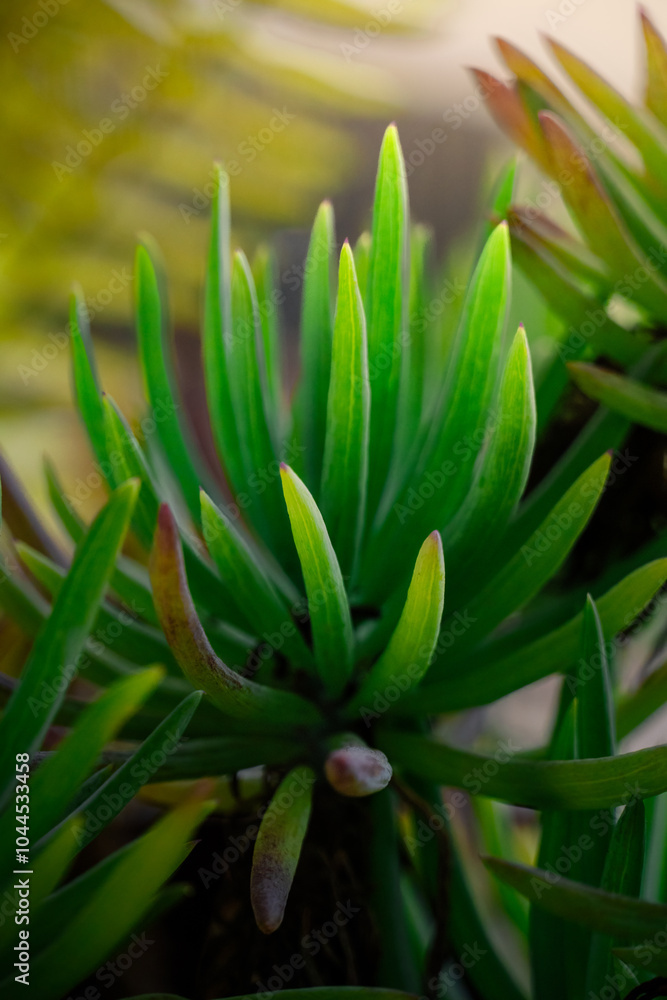 Fototapeta premium Close-up of vibrant green succulent leaves with soft lighting, highlighting their smooth texture and fresh appearance