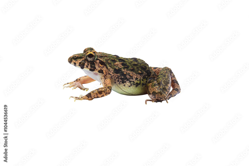 Macro closeup Image of brown frog isolated on transparent background, amphibious, PNG Macro closeup Image of brown frog isolated on transparent background, amphibious, PNG