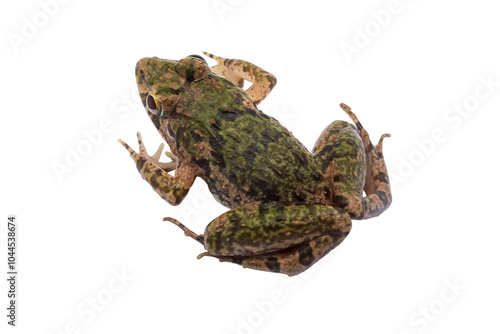 Macro closeup Image of brown frog isolated on  transparent background, amphibious, PNG