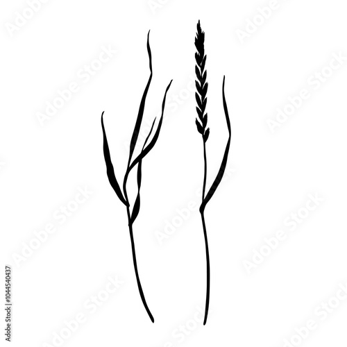 Set of meadow grass, ryegrass silhouettes. Hand drawn vector illustration isolated on white background. Sketch in line art style painted by black inks For clip art banner cards