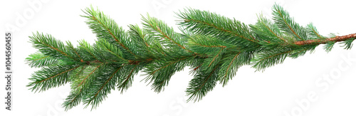 Green fir on Isolated background. Christmas element. Banner.