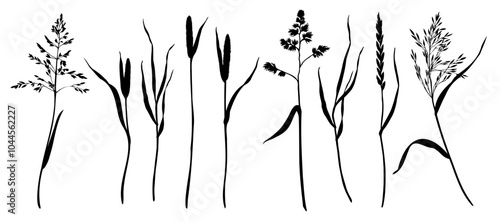 Set of grasses as bluegrass, cocksfoot, timothy, ryegrass, bents silhouettes. Hand drawn vector illustration. Botanical sketch painted by black inks. Graphic drawing for cards invitation package.
