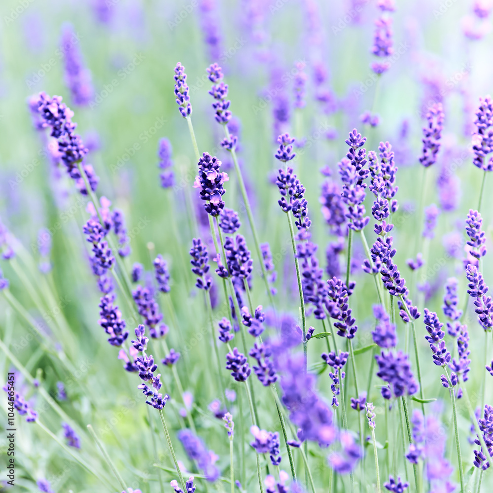 Fototapeta premium Nature background with spring flowers. Selective and soft focus. Close up.