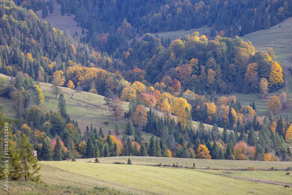 Picturesque view of the autumn landscape in the Pieniny Mountains, colorful leaves on the trees, Szczawnica, Poland