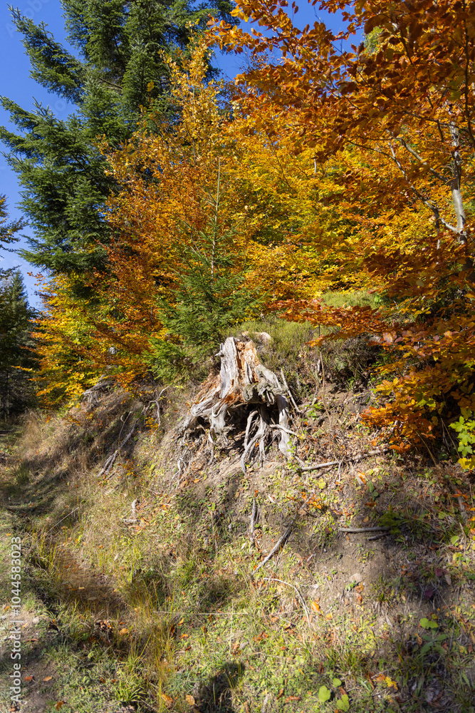 Picturesque view of the autumn landscape in the Pieniny Mountains, colorful leaves on the trees, Szczawnica, Poland