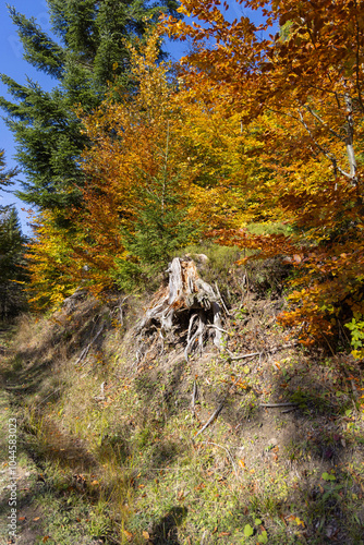 Obraz na płótnie Picturesque view of the autumn landscape in the Pieniny Mountains, colorful leaves on the trees, Szczawnica, Poland w salonie