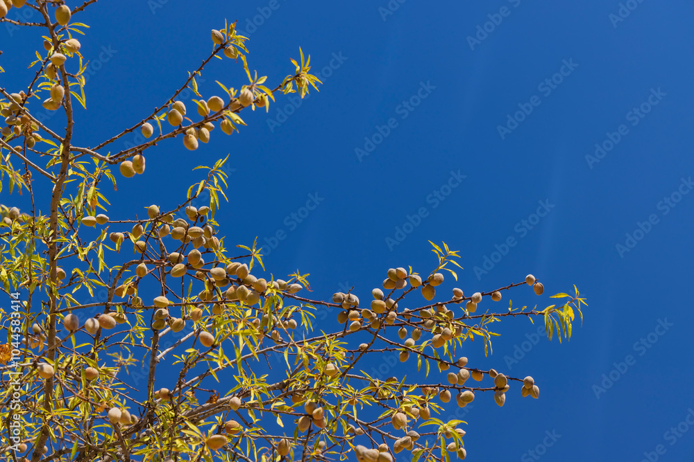spring blossoming twigs on a bush in summer spring blossoming twigs on a bush in summer