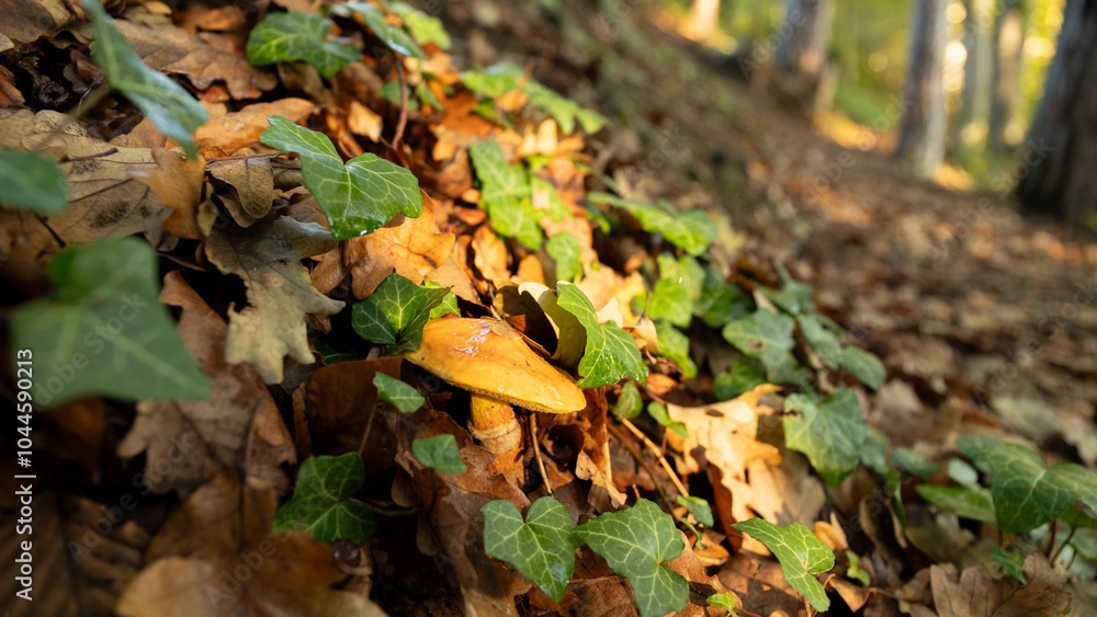 Pilz zwischen Blättern Pilz zwischen Blättern