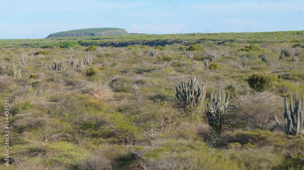 Aerial dolly over dry scrubland with cactus shrubs on grassy plains on sunny day Aerial dolly over dry scrubland with cactus shrubs on grassy plains on sunny day