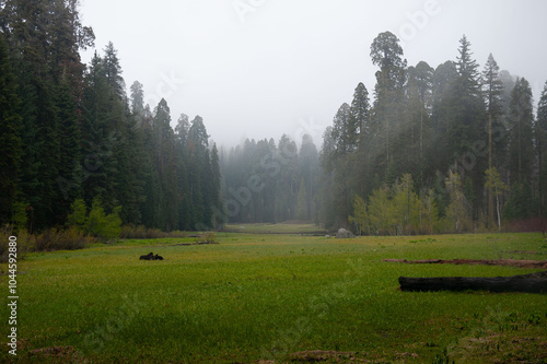 Misty morning in the Sequoia National Park