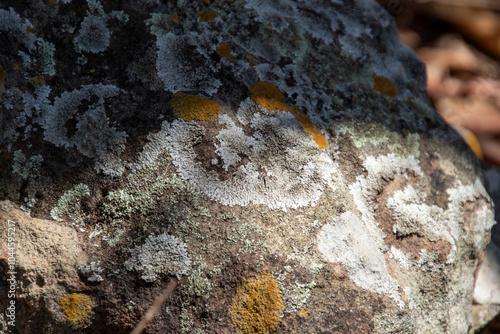 Lichen grows on a rock in a sandy forest in the northern part of South Africa image for background use