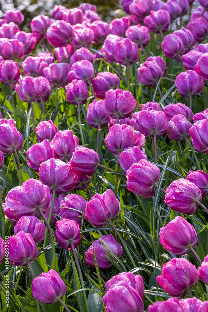 Fototapeta premium Keukenhof flower garden - largest tulip park in world, Lisse, Netherlands