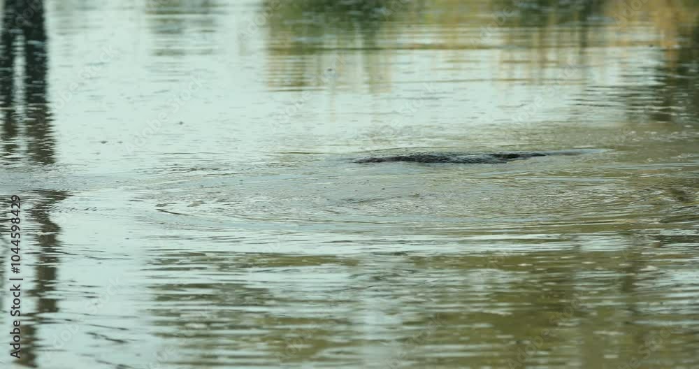 Experience the tranquility of Sabi Sands, South Africa, where a hippo enjoys a peaceful moment submerged in calm waters during a serene afternoon. Experience the tranquility of Sabi Sands, South Africa, where a hippo enjoys a peaceful moment submerged in calm waters during a serene afternoon.