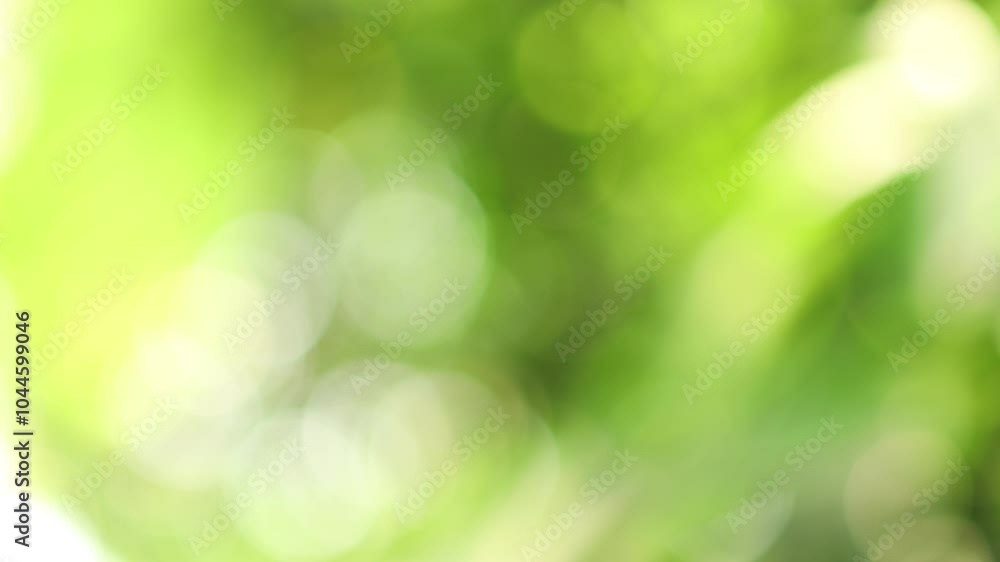 blur tree bokeh in garden, natural blurred leaf green at summer, forest blur, environment ecology or greenery abstract texture background blur tree bokeh in garden, natural blurred leaf green at summer, forest blur, environment ecology or greenery abstract texture background