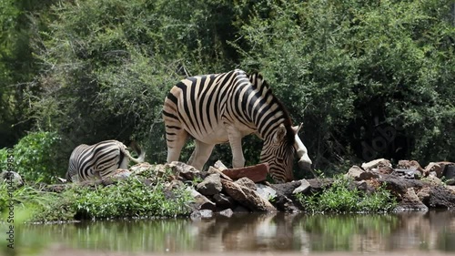 Burchell zebras gather at a waterhole in Madikwe, South Africa, where they graze peacefully. Observe their distinct stripes and social interactions in this natural setting.
