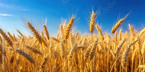 Fototapeta Naklejka Na Ścianę i Meble -  Close-up of ripening rye ears in a field under a clear blue sky on a sunny summer day , Rye, field, agriculture, crop, farming