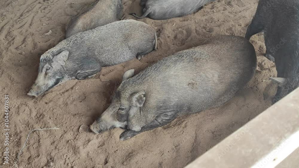 A group of wild boars resting on sandy ground inside a zoo enclosure. Some boars are lying down while others stand or move around A group of wild boars resting on sandy ground inside a zoo enclosure. Some boars are lying down while others stand or move around