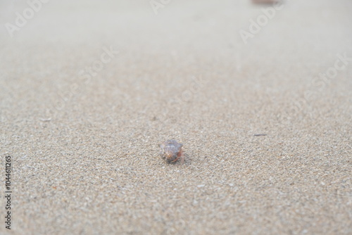 hermit crab running on the sand