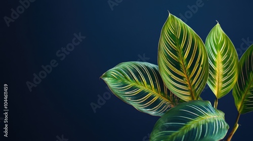 Exotic Maranta Leuconeura plant leaves presented against a dark blue backdrop photo