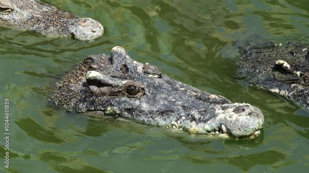 4K video of a saltwater crocodile in captivity in Thailand. 4K video of a saltwater crocodile in captivity in Thailand.