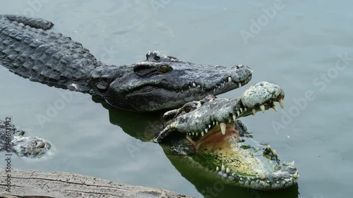 4K video of a saltwater crocodile in captivity in Thailand.