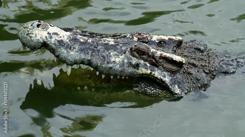 4K video of a saltwater crocodile in captivity in Thailand.