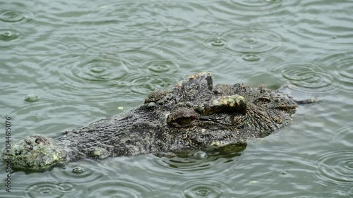 4K video of a saltwater crocodile in captivity in Thailand.