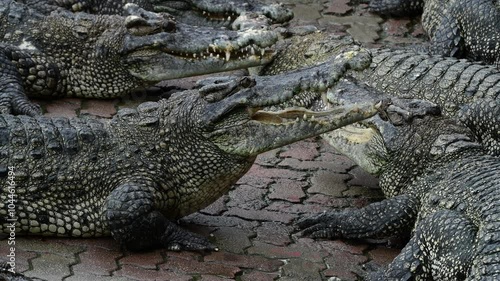 4K video of a saltwater crocodile in captivity in Thailand.