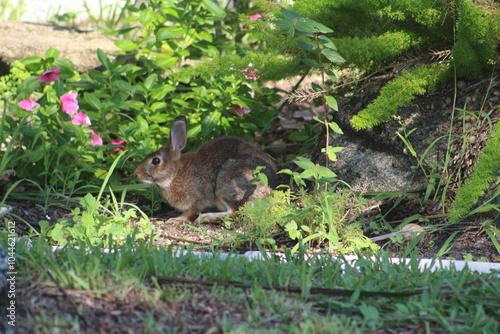 rabbit in the grass