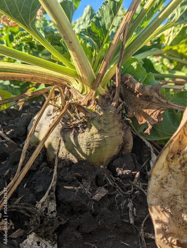 Autumn fieldscape. The ripe roots of the sugar beet rose beautifully above the ground, formed the right sugar root Autumn fieldscape. The ripe roots of the sugar beet rose beautifully above the ground, formed the right sugar root