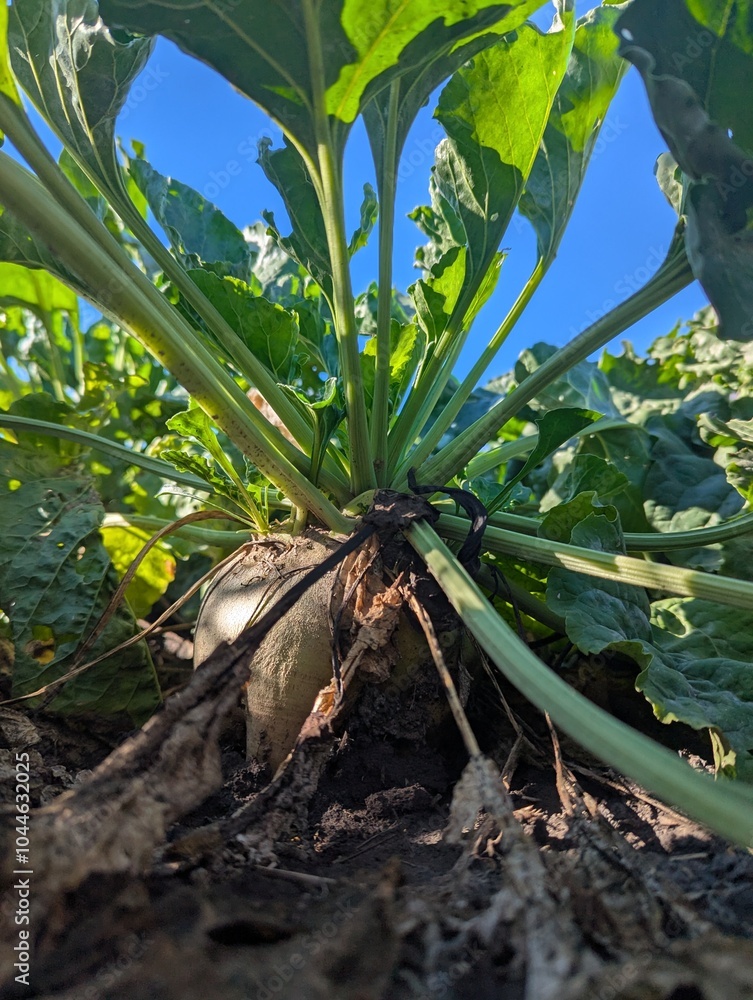 Obraz premium Autumn fieldscape. The ripe roots of the sugar beet rose beautifully above the ground, formed the right sugar root