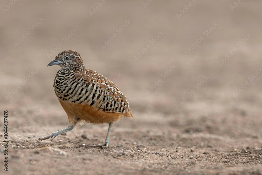 Obraz premium Barred buttonquail, Turnix suscitator,Male, Bhigwan, Maharashtra, India