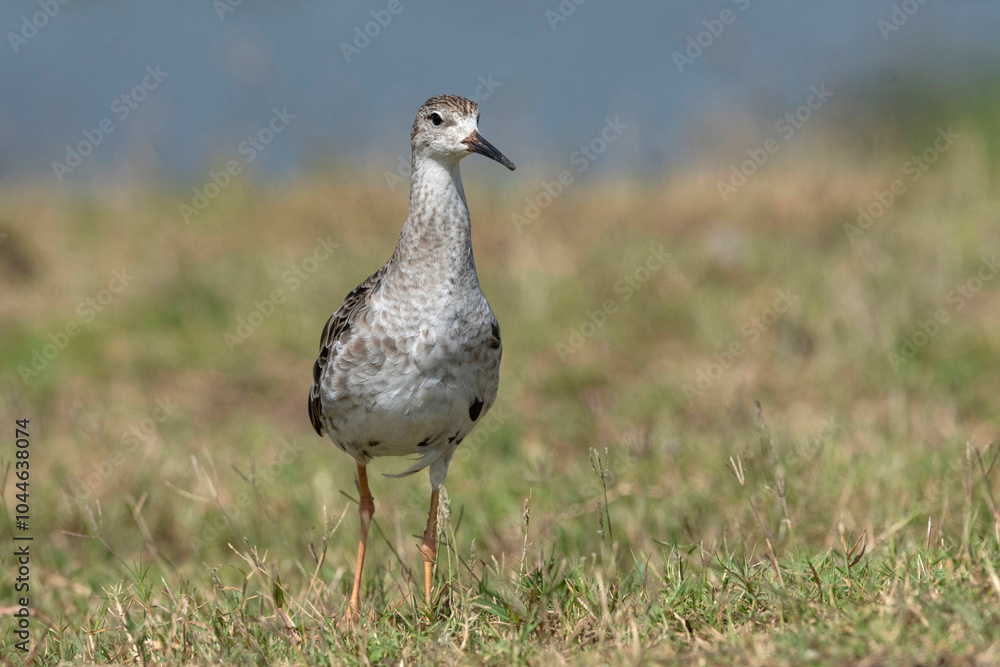 Ruff, Calidris pugnax, Bhigwan, Maharashtra, India Ruff, Calidris pugnax, Bhigwan, Maharashtra, India