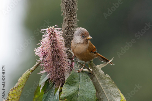 Rusty-fronted barwing, Actinodura egertoni, Eastern Himalayan Birds, Lava, India photo