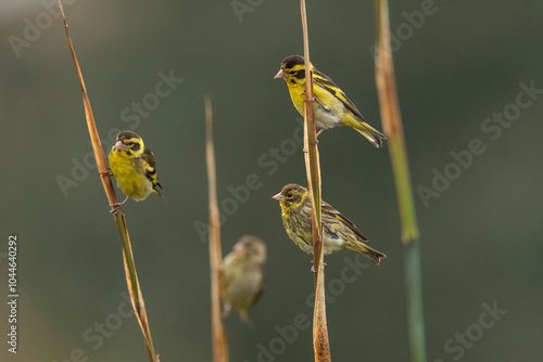 Yellow-breasted greenfinch, Chloris spinoides, Ryshop, West Bengal, India photo