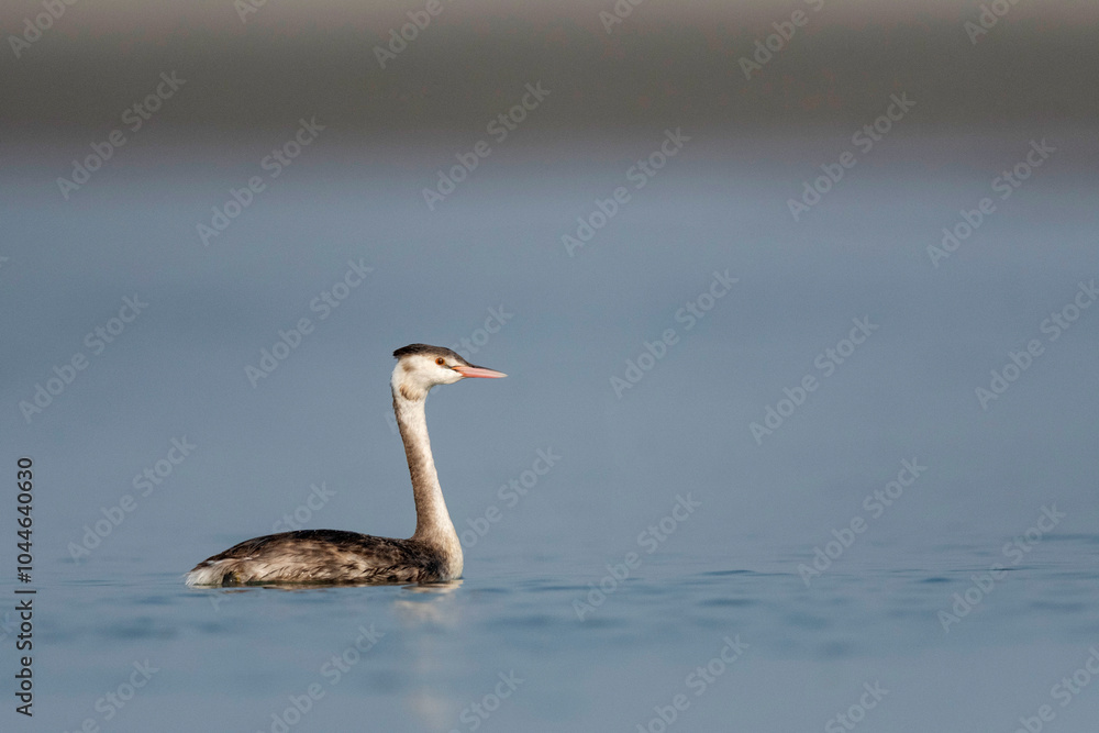 The great crested grebe, Podiceps cristatus, Gajoldoba or Gojaldoba, West Bengal, India The great crested grebe, Podiceps cristatus, Gajoldoba or Gojaldoba, West Bengal, India