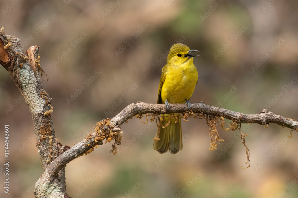 Obraz premium Yellow-browed bulbul, Acritillas indica, Western Ghats, India