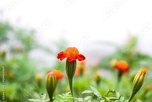 snail on orange flower marigold, marigold flower in farm from rural india, Tagetes patula, the French marigold, is a species of flowering plant in the family Asteraceae, native to Mexico and Guatemala photo