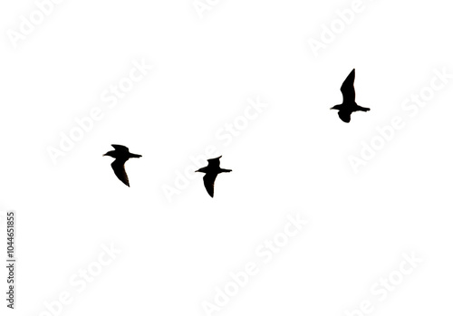Three birds flying in white background