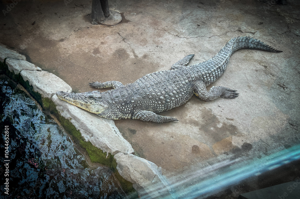 A crocodile laying on a cement ledge A crocodile laying on a cement ledge