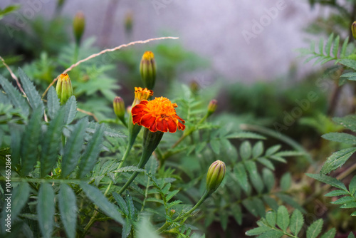 snail on orange flower marigold, marigold flower in farm from rural india, Tagetes patula, the French marigold, is a species of flowering plant in the family Asteraceae, native to Mexico and Guatemala