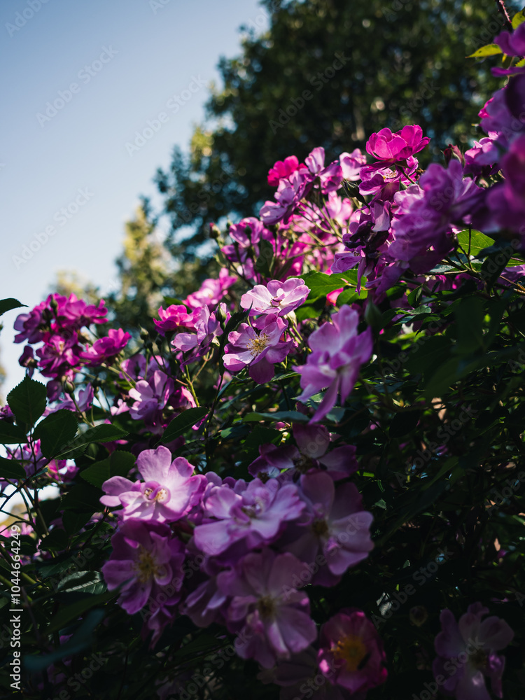 Fototapeta premium Pink roses in the garden
