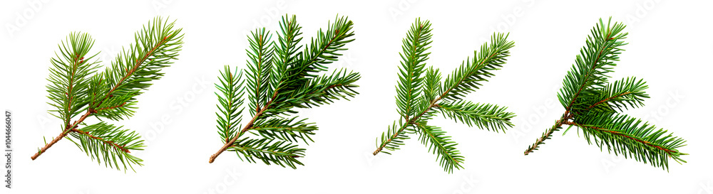 Naklejka premium Twigs of green fir tree branches isolated on white