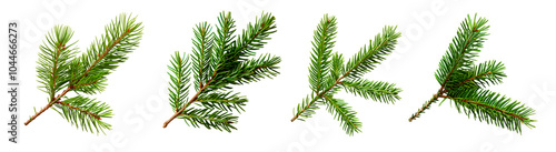 Twigs of green fir tree branches isolated on transparent