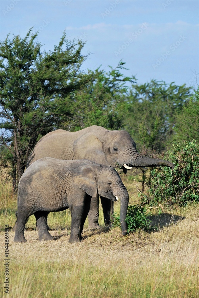Fototapeta premium Adult and juvenile elephants grazing leaves from bushes in the savanna grasslands in Tanzania, Africa
