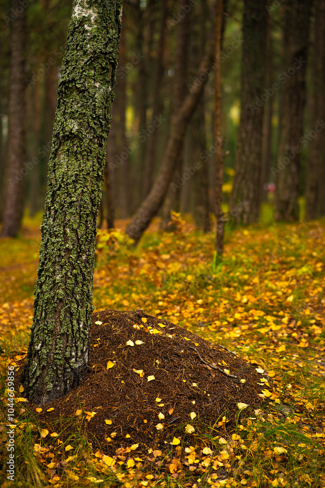 the trunk of an old pine tree against a background of green leaves the trunk of an old pine tree against a background of green leaves